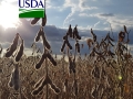 Lavoura de soja seca USDA 16:9