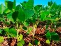 Plantio de Soja Destaque video