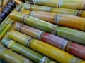 Cana de Açucar
