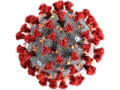 Imagem do Novo CoronaVirus - https://pt.wikipedia.org/wiki/Novo_coronavírus_(2019-nCoV) - 16:9