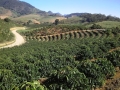 Imagem do dia - Lavoura de café em Atílio Vivácqua (ES). Envio do produtor Sebastião Brito