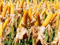 destaque_lavoura_de_milho