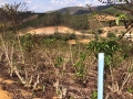 Lavouras de café robusta afetadas pela seca na Região de Vila Valério (ES)