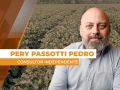 Pery Passotti Pedro - Consultor Independente