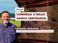 Anderson Fernandes - Presidente do Conselho Técnico da Raça Santa Gertrudis