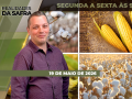 Realidades da Safra - Notícias Agrícolas
