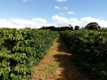 Imagem do Dia - Lavoura de café em São Pedro da União (MG), do produtor Edmar Vieira
