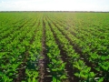 Plantio de soja 16:9