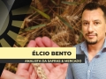 Élcio Bento - Analista da Safras & Mercado