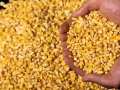 destaque_milho_grão_mão
