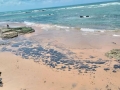 óleo nas praias da Bahia