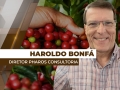 Haroldo Bonfá - Analista de Mercado e Diretor da Pharos Consultoria