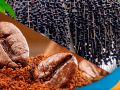 Café e açaí brasileiros atraem a atenção do mercado chinês, abrindo oportunidade para exportadores