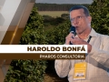Haroldo Bonfá - Analista de Mercado e Diretor da Pharos Consultoria