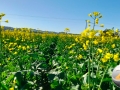 canola