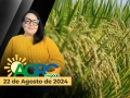Bom Dia Agro