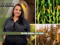 Realidades da Safra - Notícias Agrícolas