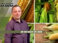 Realidades da Safra - Notícias Agrícolas