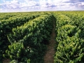 Plantação - Café - Destaque 2