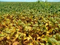 Lavoura de Soja - Ferrugem - 16:9
