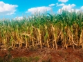 Milho Veranico - Região de Não-Me-Toque-RS - 16:9