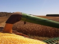 Imagem do dia - Início da colheita do milho safrinha em Cristalina (GO), do produtor Danilo Simões. Enviado pelo Técnico Agrícola Beto Brava