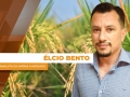 Élcio Bento - Analista da Safras & Mercado