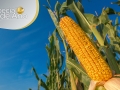 Especial-Milho_27_12
