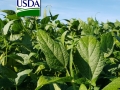Lavoura de soja folhas verdes USDA 16:9