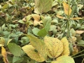 Ferrugem na soja - Paraguai janeiro 2017
