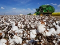 Lavouras de algodão em Cristalina - GO