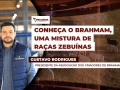 Gustavo Rodrigues - Presidente da Associação dos Criadores de Brahman do Brasil