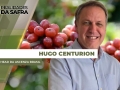 Hugo Centurion - Head da Ascenza Brasil
