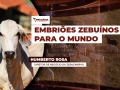 Humberto Rosa - Diretor de Negócio da Zebuembryo