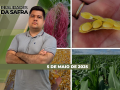 Realidades da Safra - Notícias Agrícolas