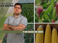 Realidades da Safra - Notícias Agrícolas