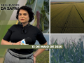 Realidades da Safra - Notícias Agrícolas