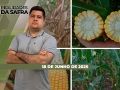 Realidades da Safra - Notícias Agrícolas