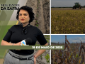 Realidades da Safra - Notícias Agrícolas