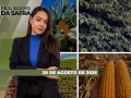 Realidades da Safra - Notícias Agrícolas