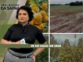 Realidades da Safra - Notícias Agrícolas
