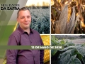 Realidades da Safra - Notícias Agrícolas