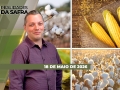 Realidades da Safra - Notícias Agrícolas