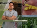 Realidades da Safra - Notícias Agrícolas