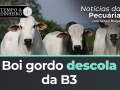 Noticias da pecuária