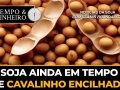 Soja ainda em tempo de cavalinho encilhado