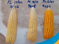 milho-2