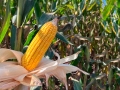 milho-safra-21-06-22