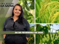 Realidades da Safra - Notícias Agrícolas