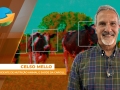 Celso Mello, diretor-presidente de nutrição animal e saúde da Cargill